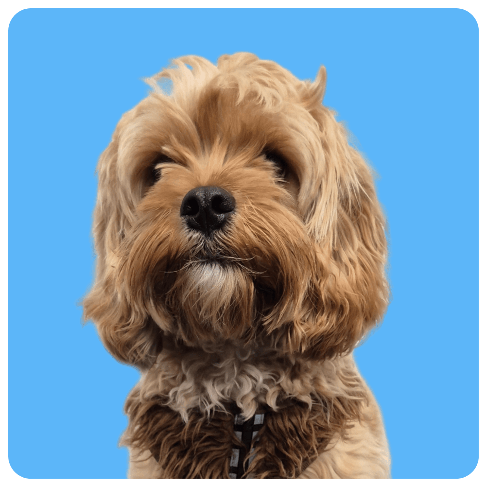 Kirky Headshot - Stevenson & Whitmore